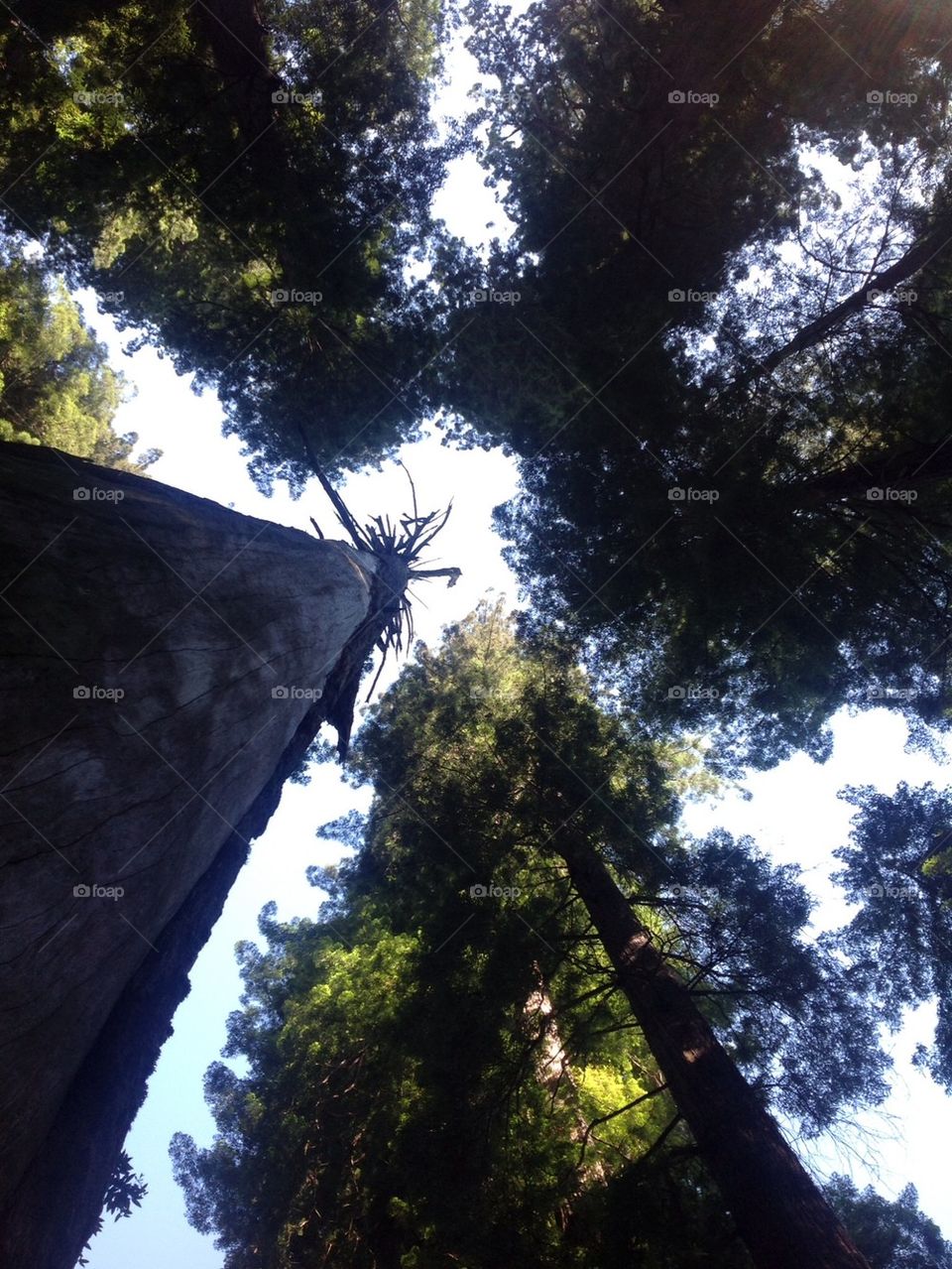 Redwoods tree tops