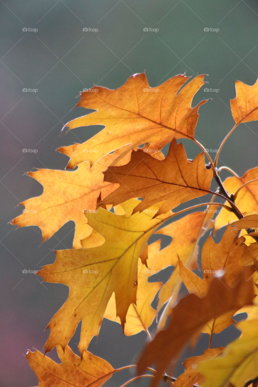 Beautiful fall leaves in the sun
