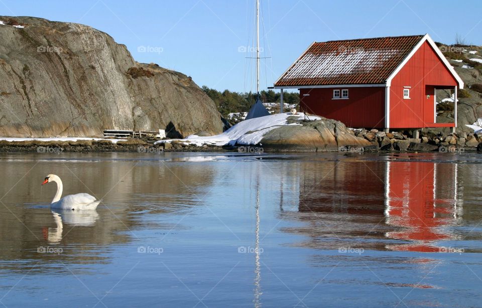 Swan and red house. 