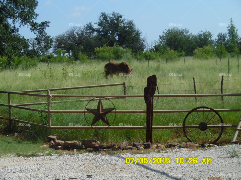 Mr ed having lunch. This is a picture of a beautiful horse 🐴 grazing on some grass on a ranch that I saw while out walking 🚶 🏃 🔥 💨