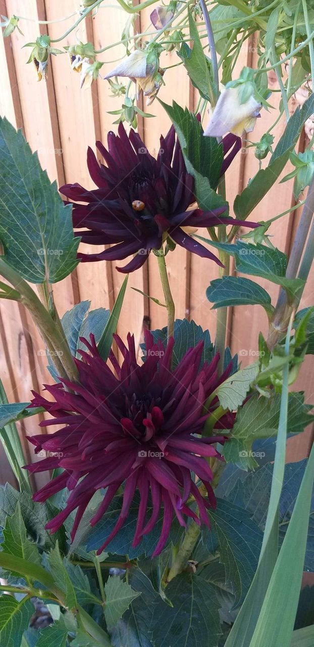 Seeing his beauty in my garden keeps me calm throughout the day