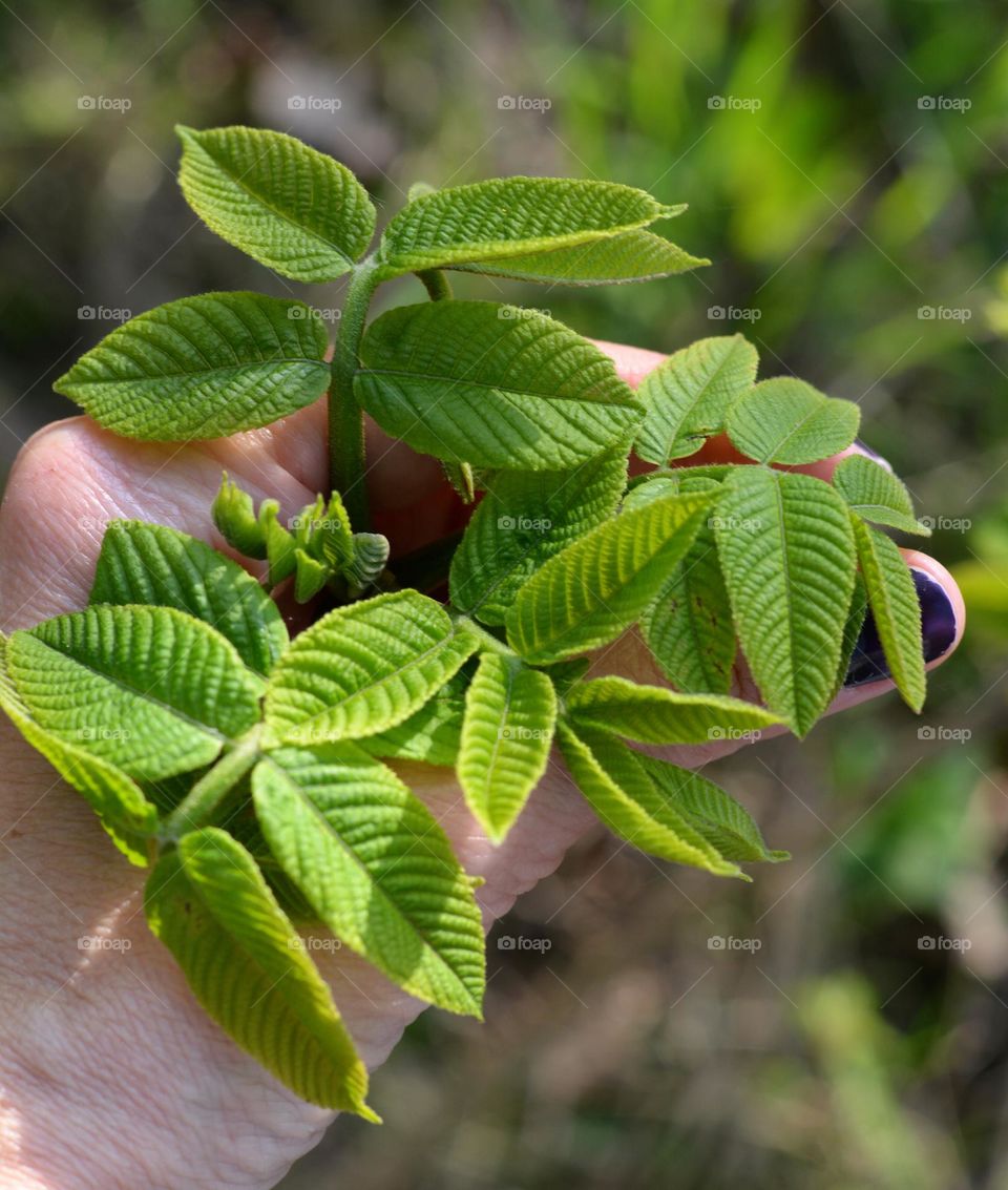 love earth green leaves young tree and hand