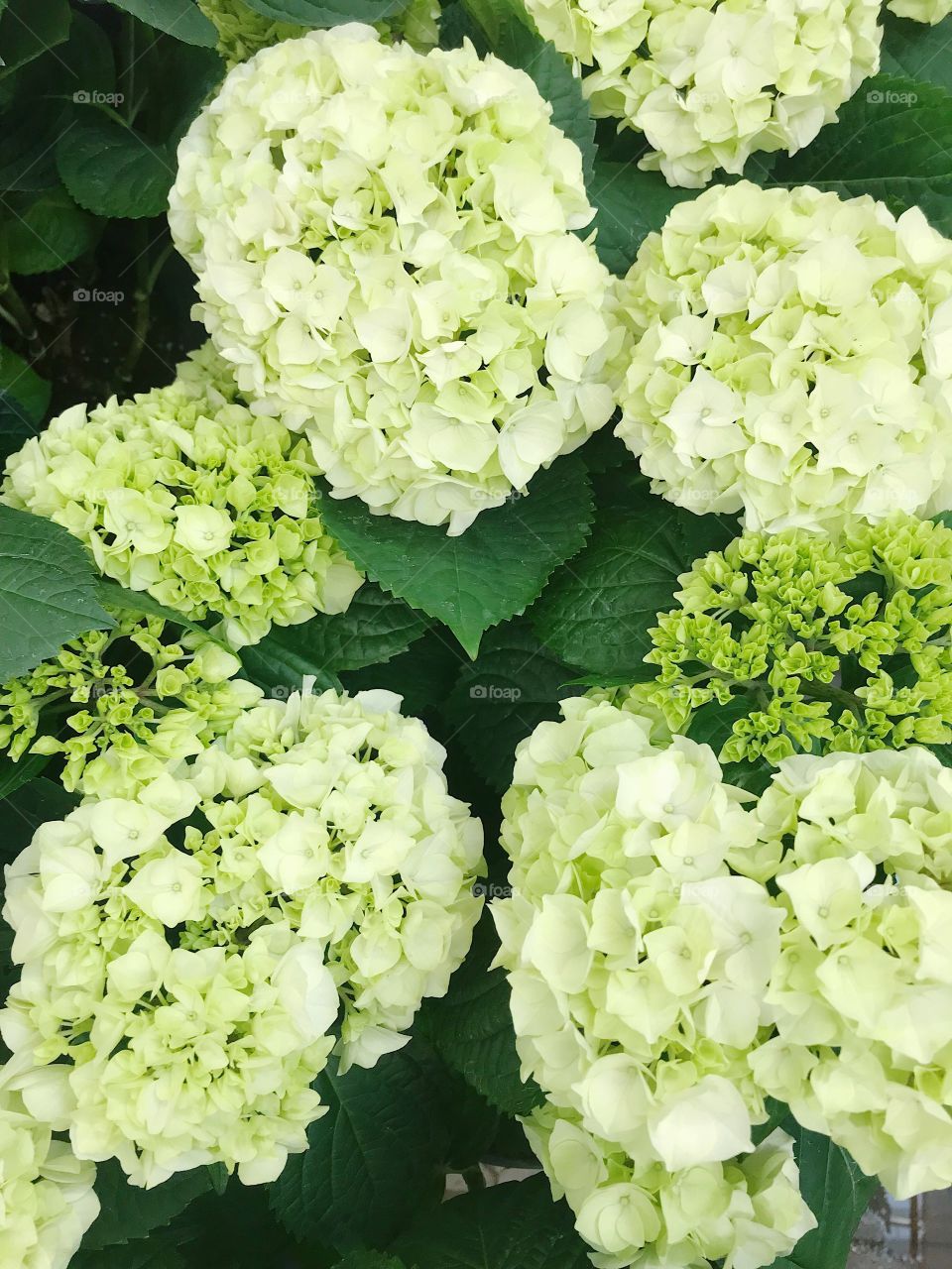 Green hydrangea flowers nature background 