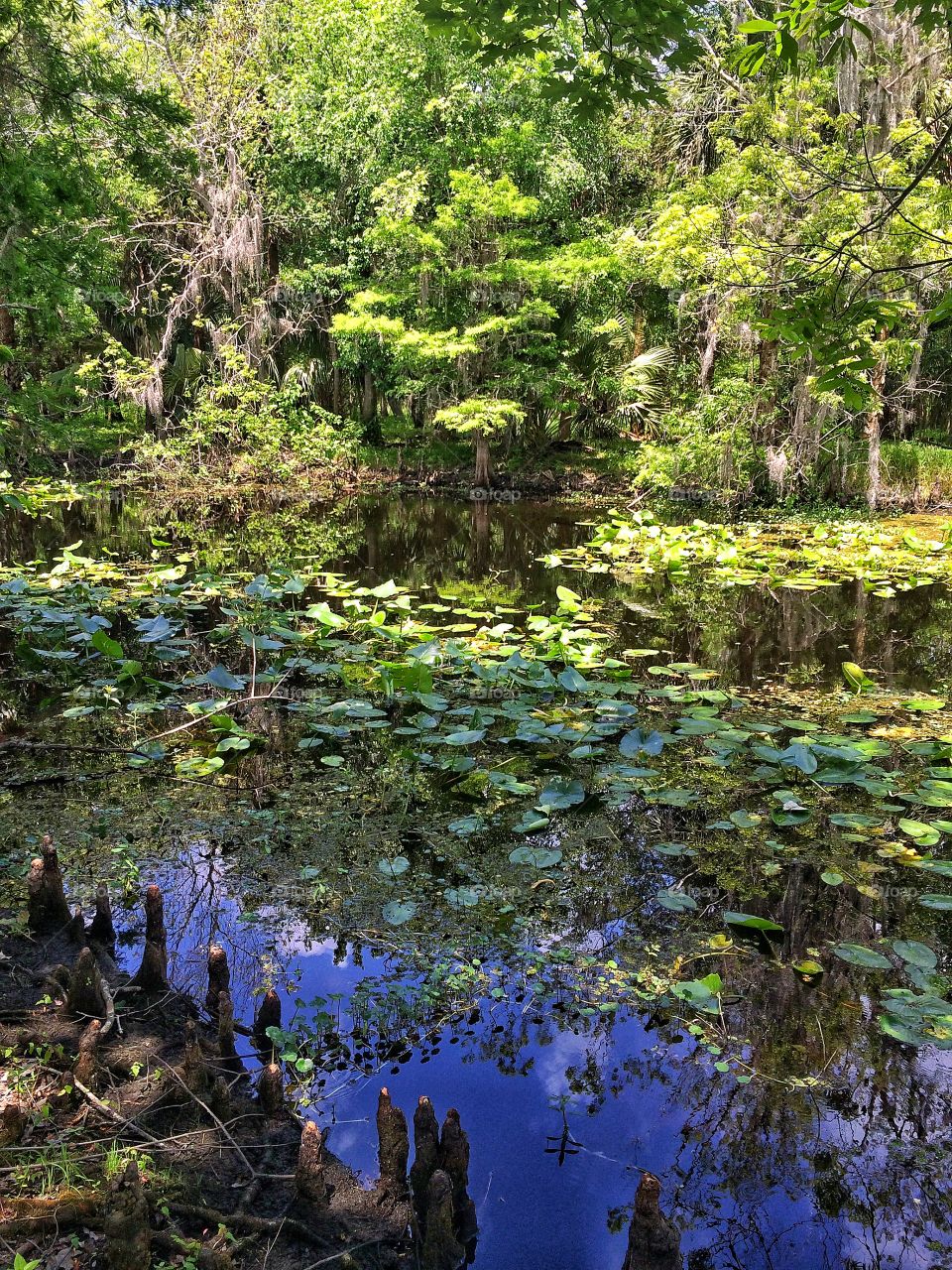 Kayaking on the Wekiva River, lunch break :)