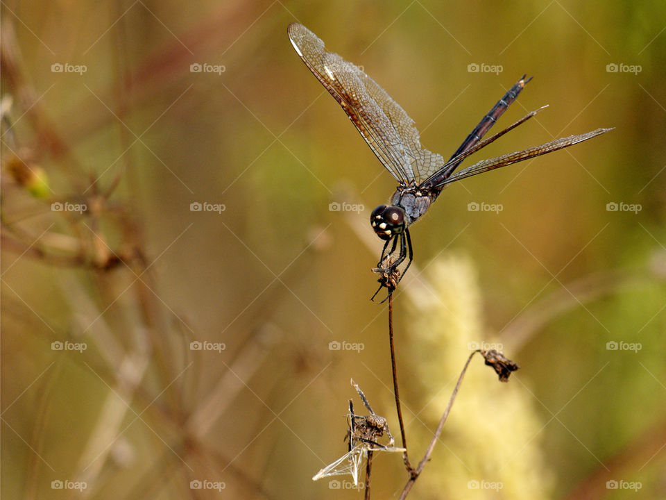 Four Spotted Pennant Dragonfly. Four Spotted Pennant Dragonfly posing on dried out wildflower 