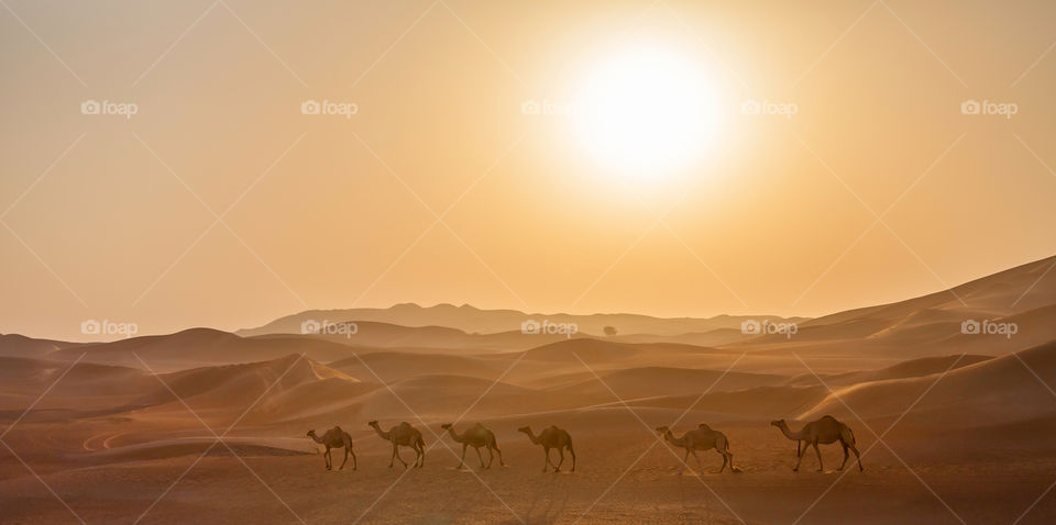 Magical outside. Camels caravan walking in the desert at sunrise.