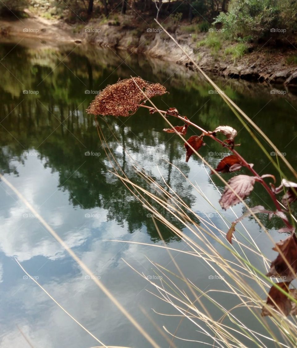 reflections in the water