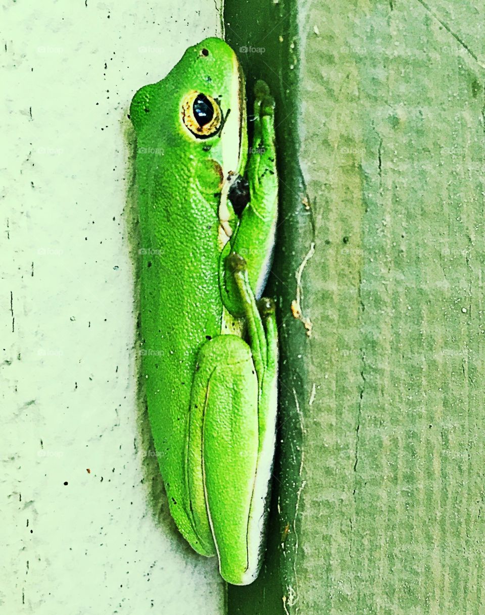 Green frog 1