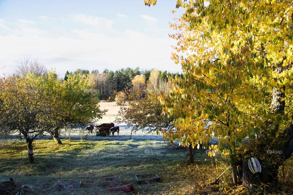 Tree, Fall, Landscape, Nature, Leaf