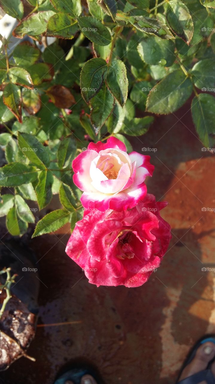 Rose Double coloue