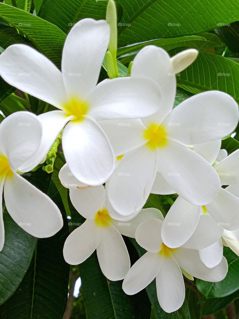 Plumeria obtusa, the singapore graveyard flower, is a species of the genus plumeria, it is native to the wes indies, and southern Mexico, widely cultivated for its orna mental and fragrant flowers around the world, where suitably warm climate exists,