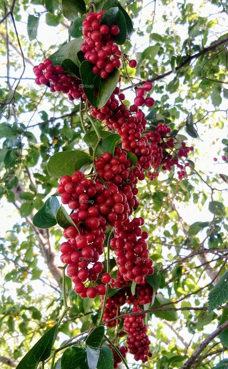 Red wild fruits