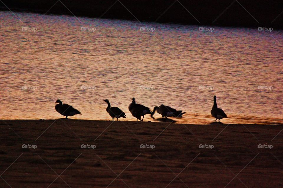 Geese and sunset 