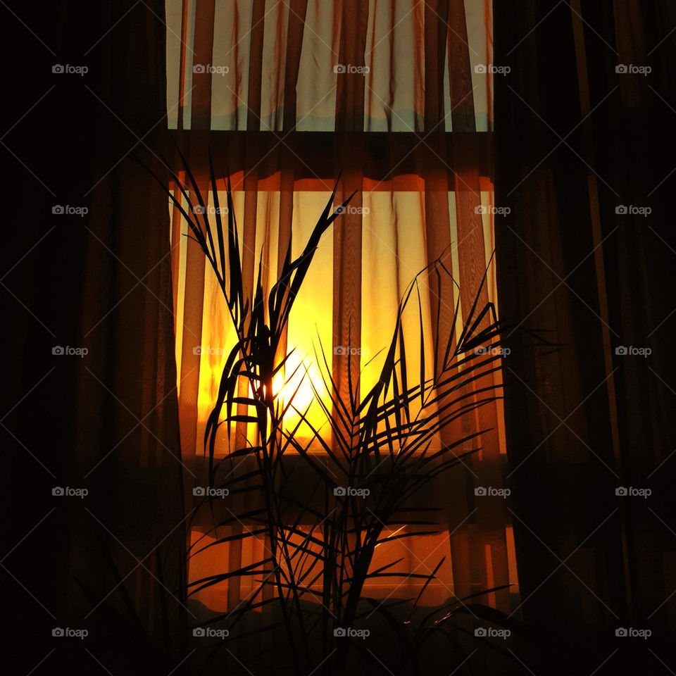 plants sunset sun window by bogmol