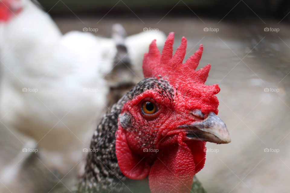 A proud rooster approaches the camera 