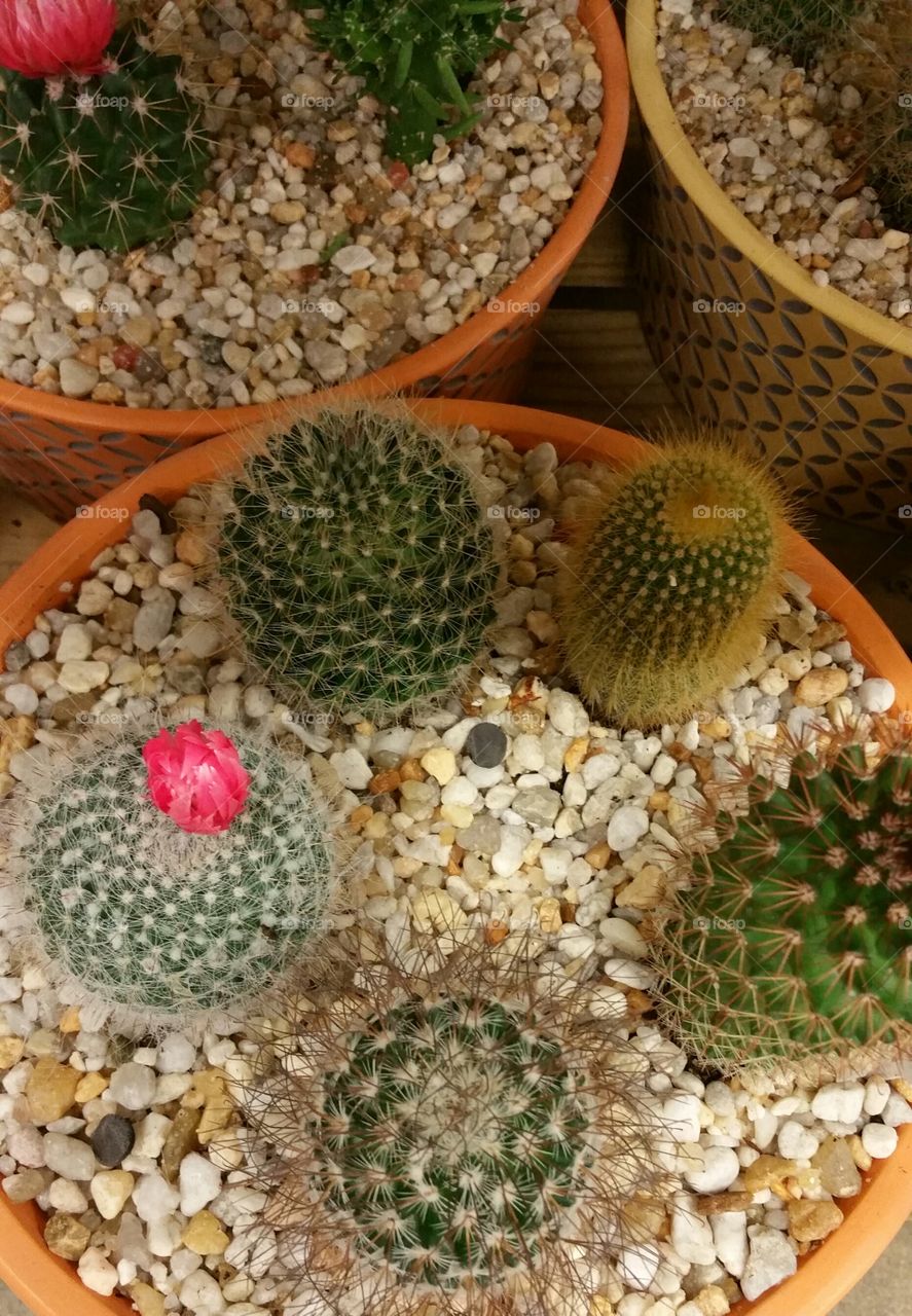 Cactus in a pot,  top view
