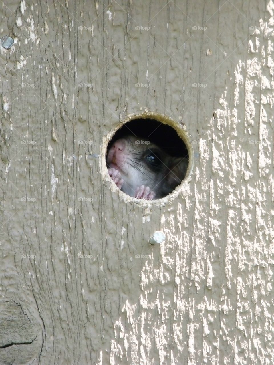 flying squirrel in birdhouse