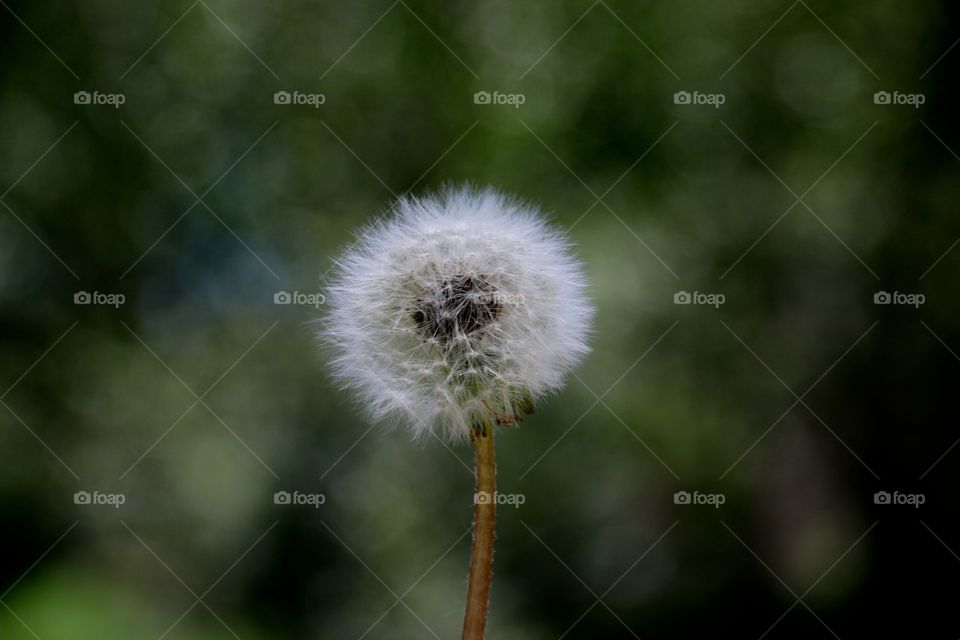 Dandelion 2