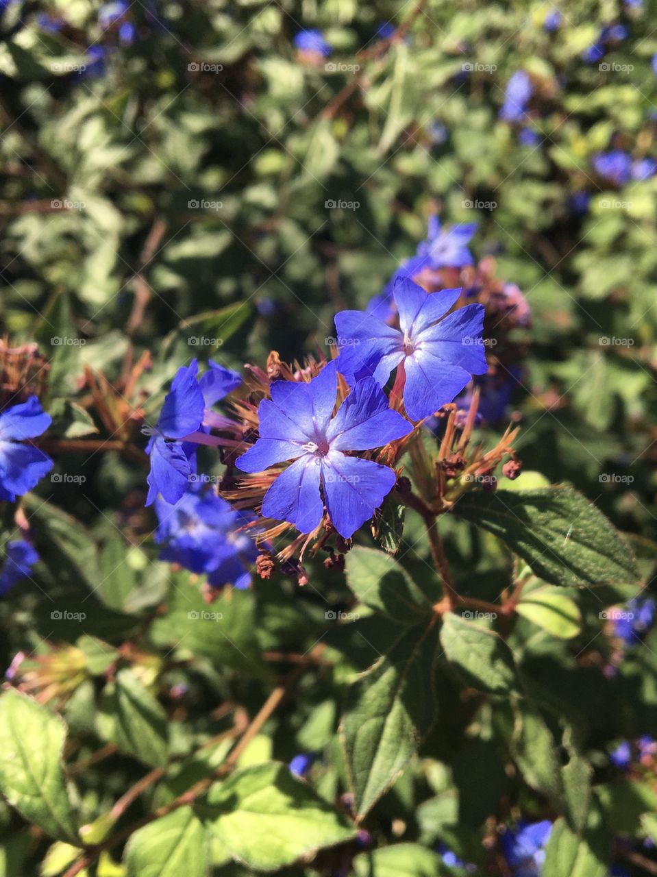 Blue flower end summer