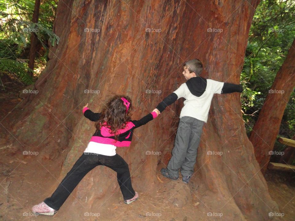 Hug a redwood