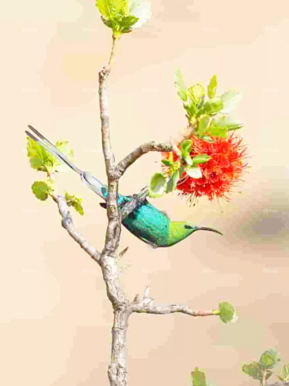 bird