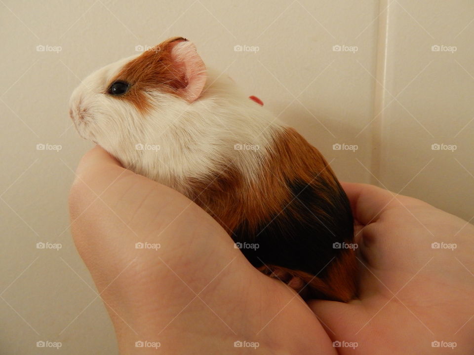 Tiny guinea pig