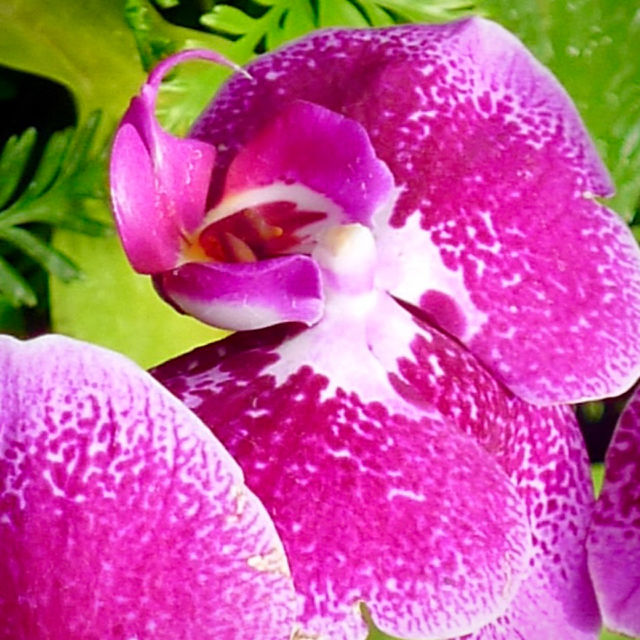 Pink Flower 