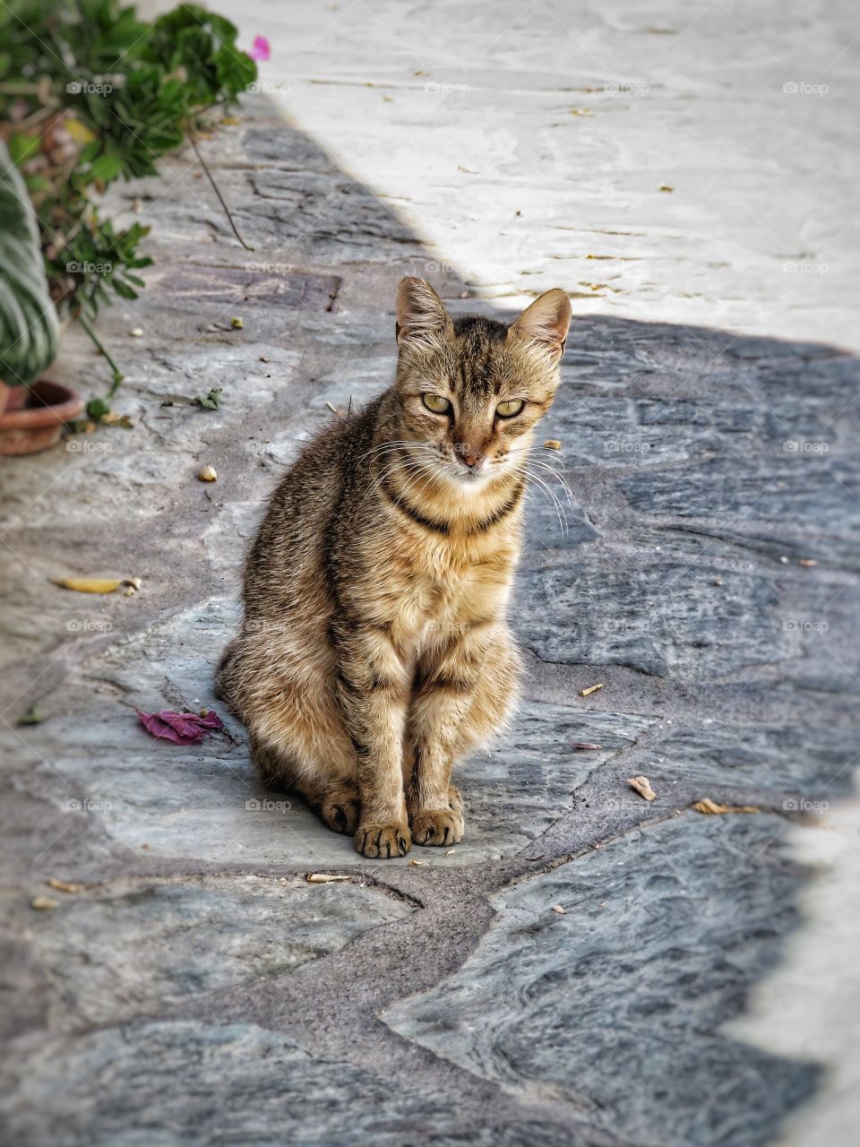 Greek cat Folegandros 