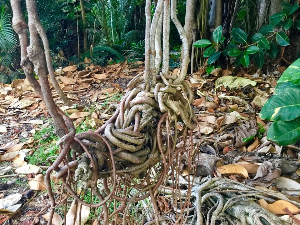 Knots in a banyan tree.