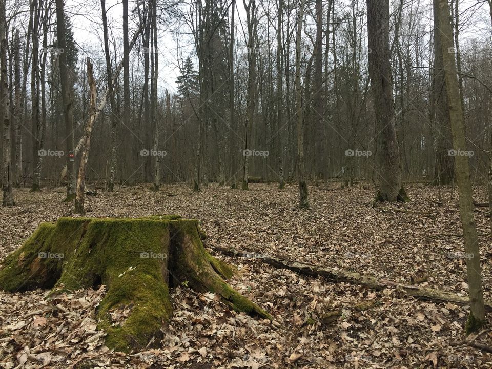 Bialowieza Primeval Forest - Poland 