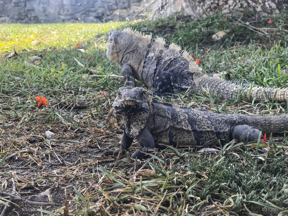 Wildlife - Iguanas 