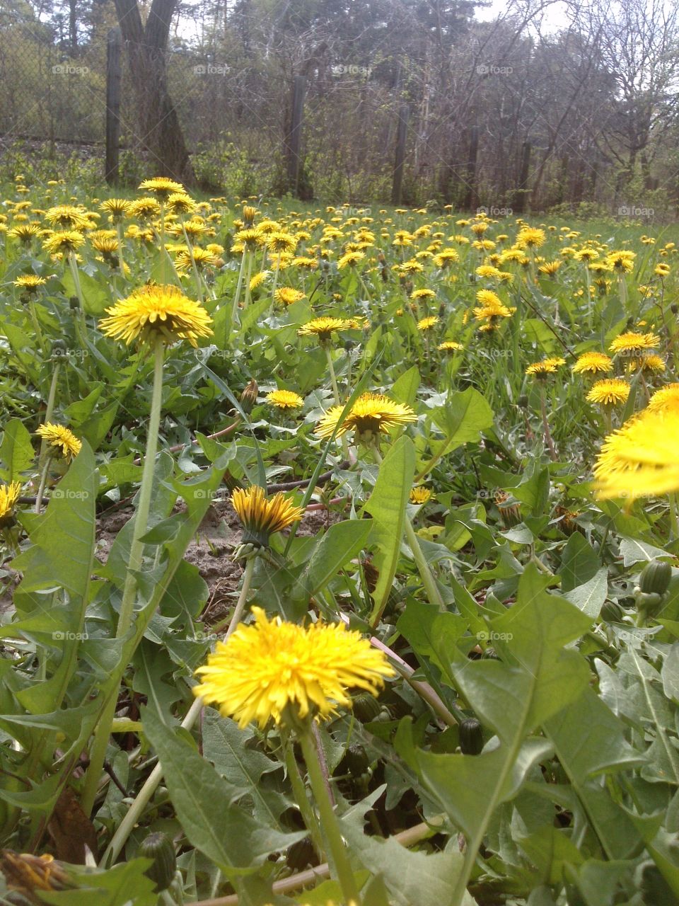 summer is here and it is yellow