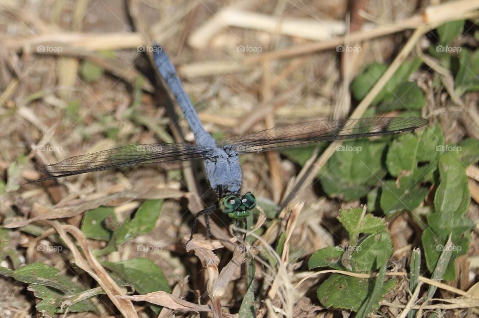 Curious little dragonfly what big eyes you have