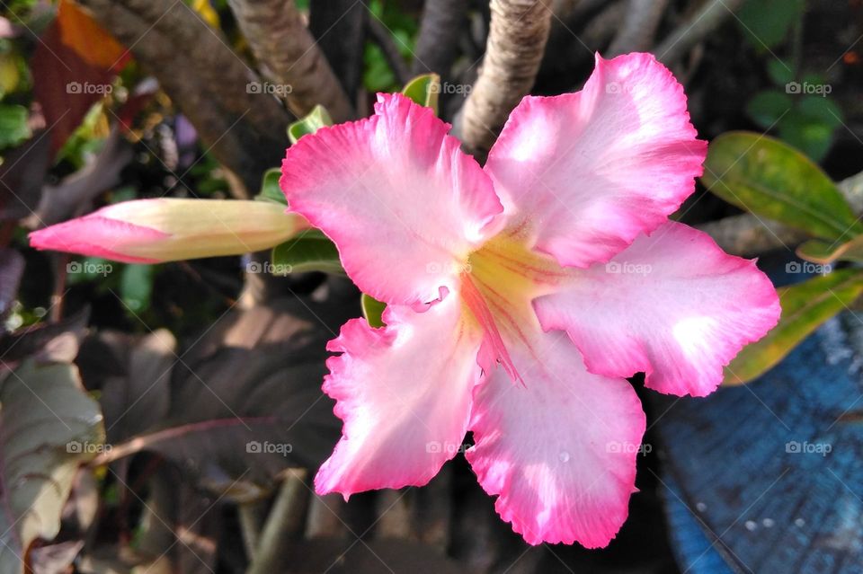 Pink flower on the park