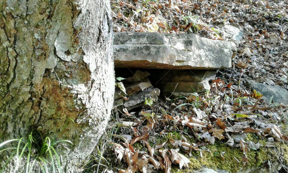 Tree & Stone