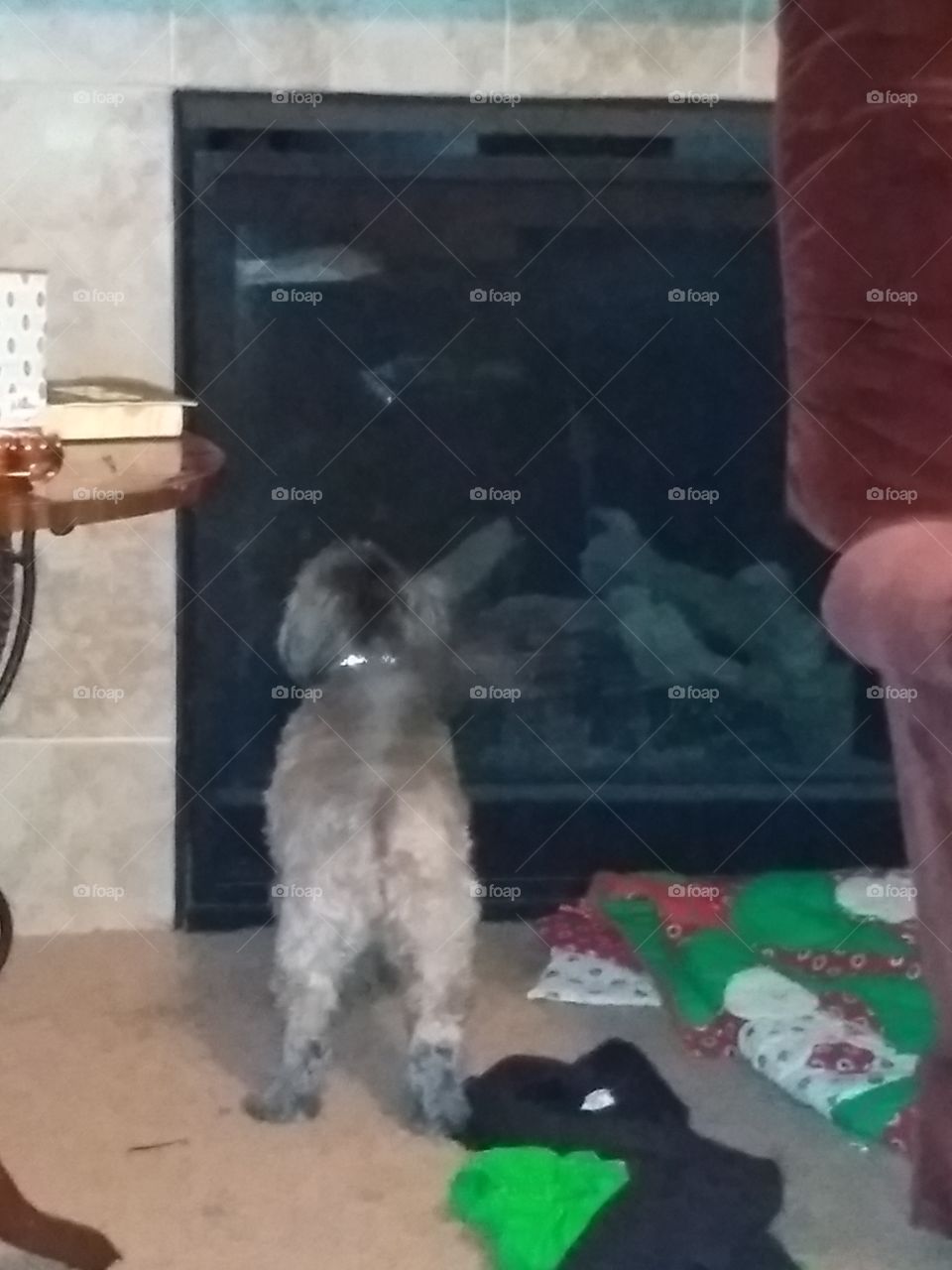 dog staring at the fireplace and whining