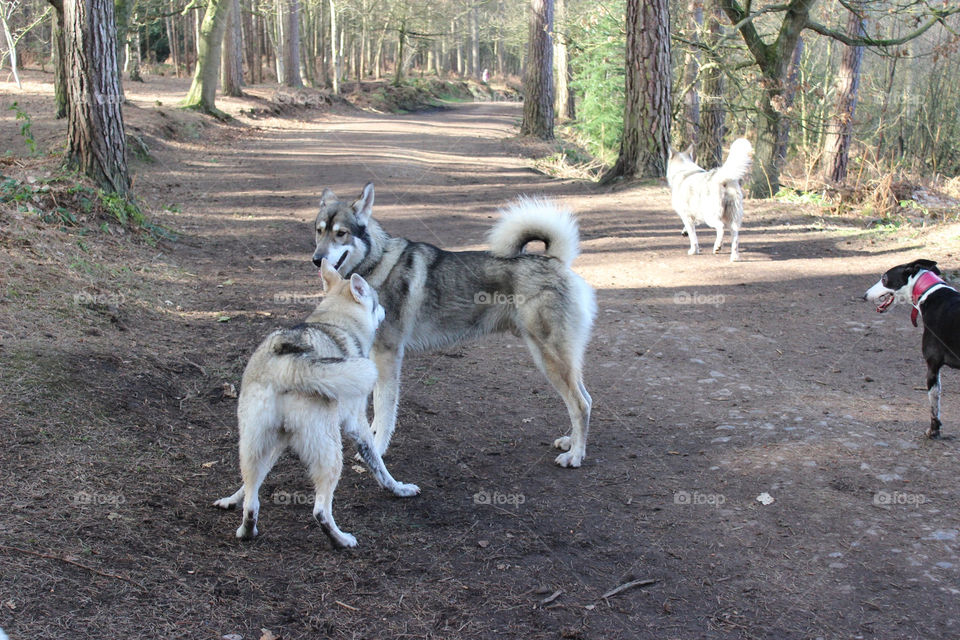 Dogs playing outdoors