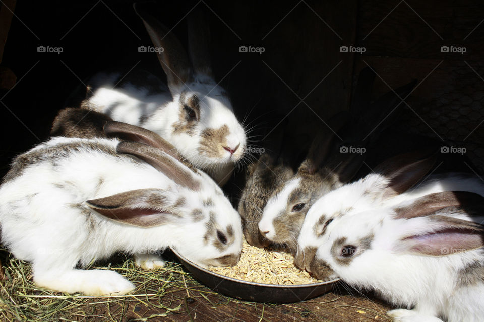 Rabbits family