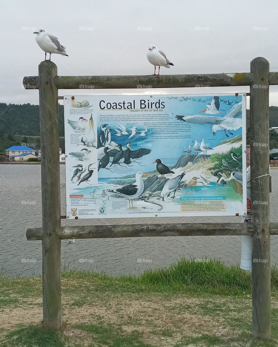 Birds & Bees - Nature in motion