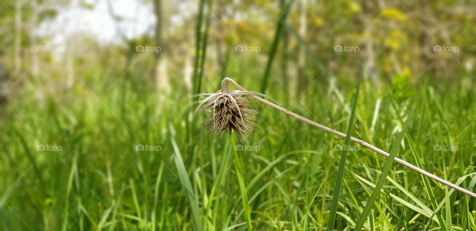 Close up thistle lush green grass