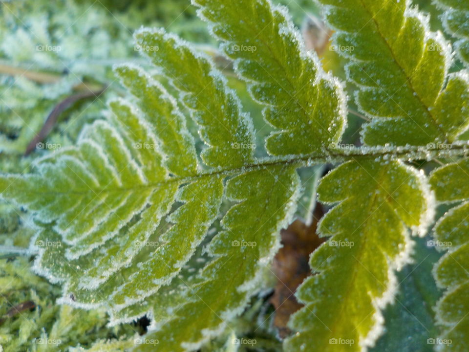 Frost on a fern
