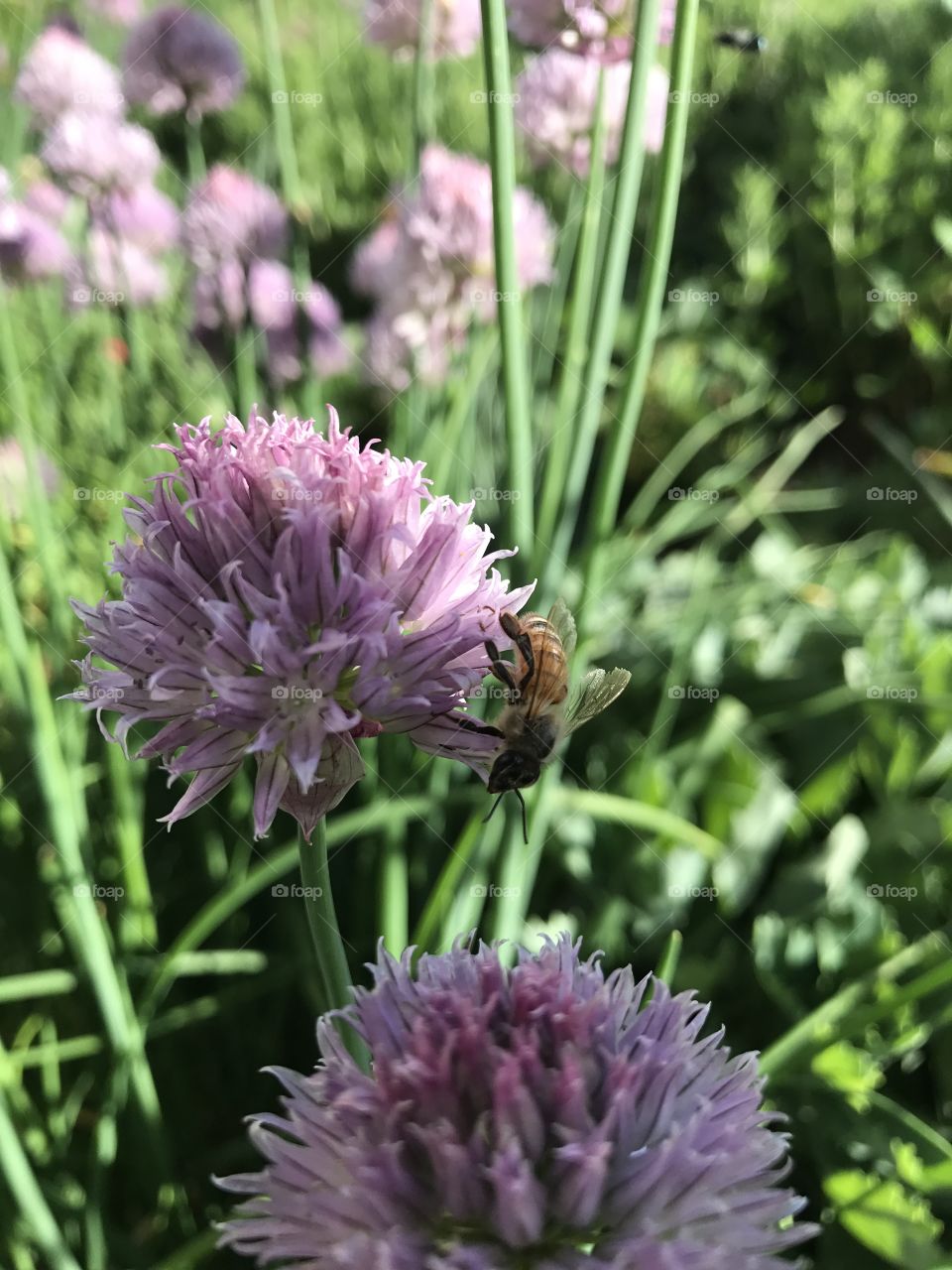 Bee on blooming chive plant