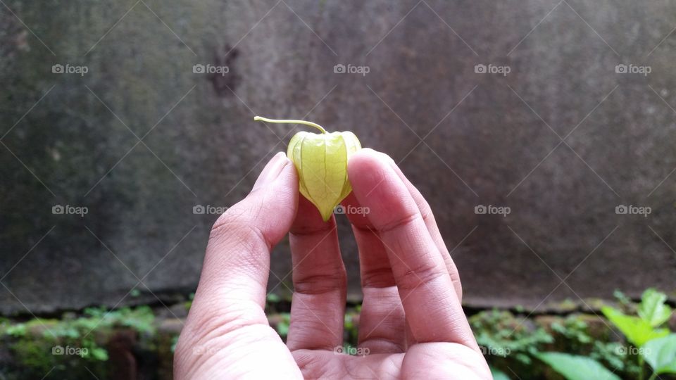 Rich Benefits of Cep need (Physalis angulata)