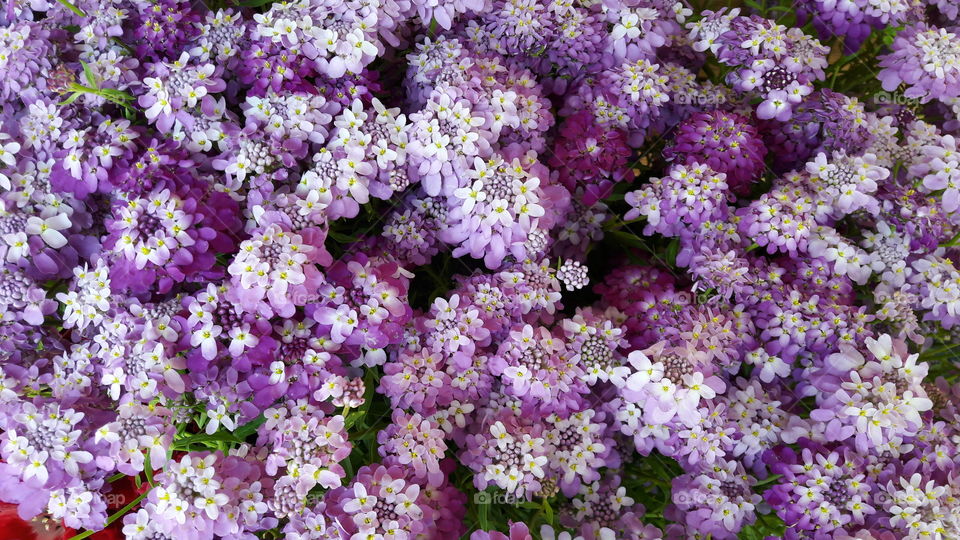 flowerd in the market