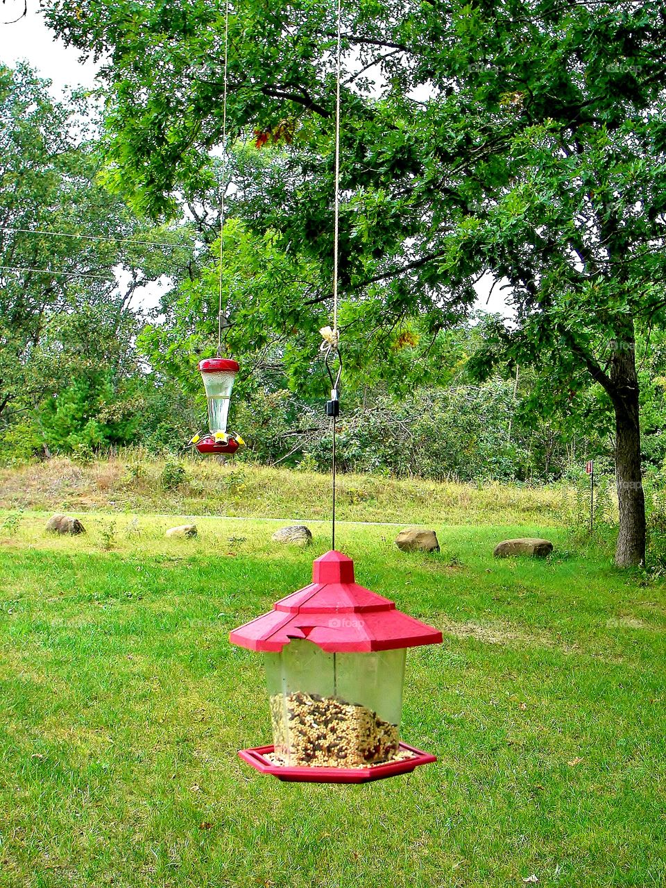 Bird feeder in yard