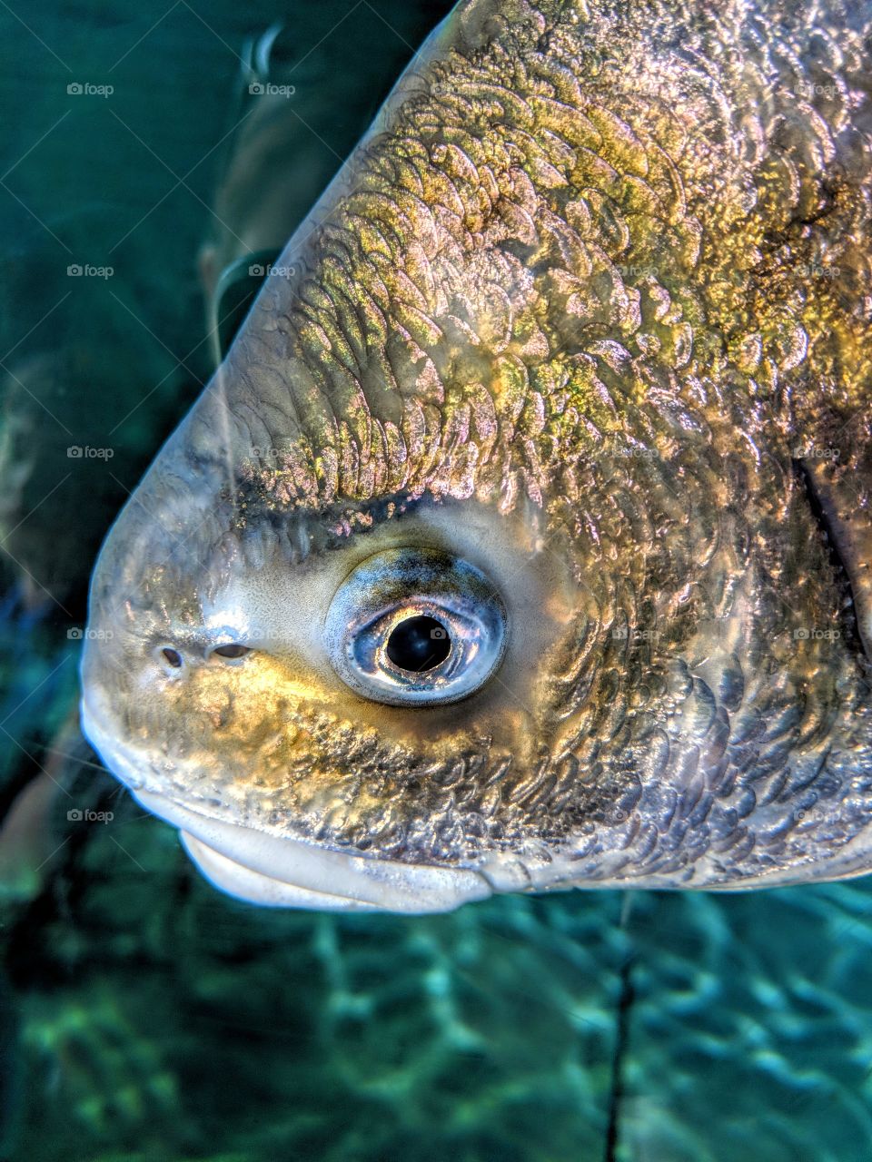 close-up of beautiful fish