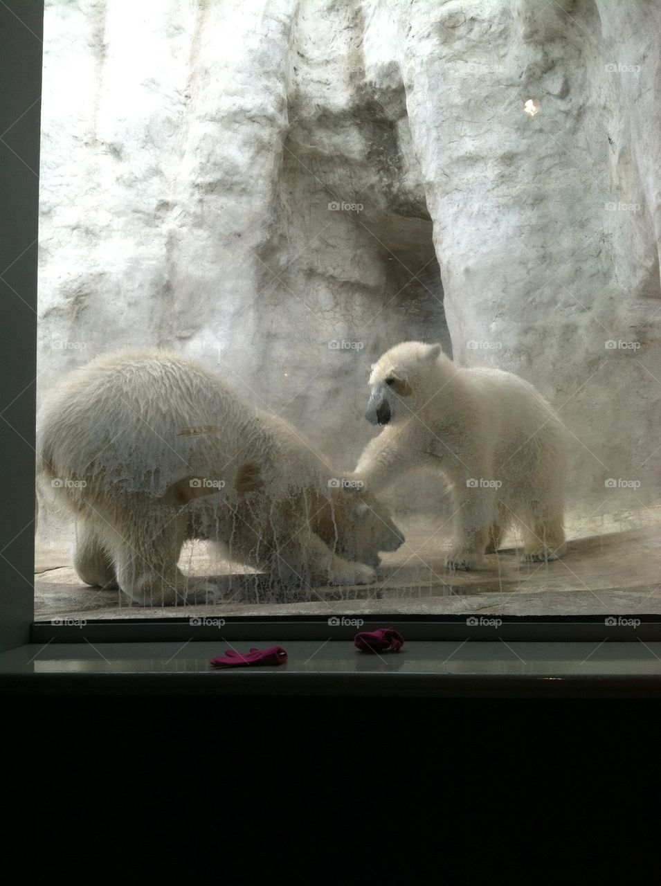 Polar bears