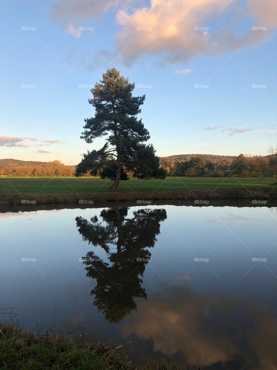 Tree mirrored in lake