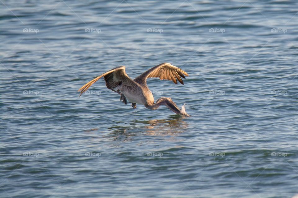 Diving pelican 