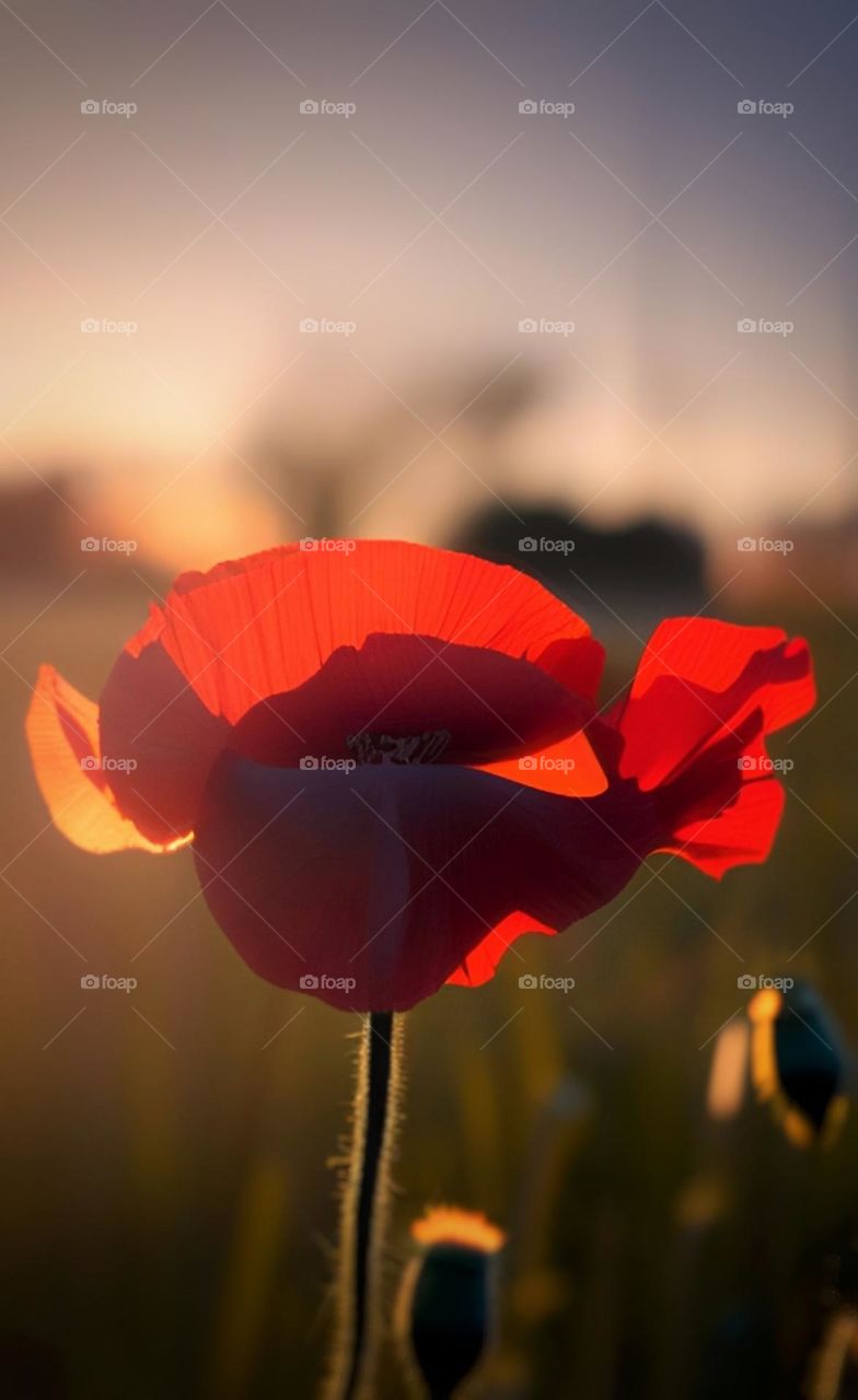 Poppies at dusk
